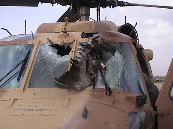  A UH-60 Black Hawk after a collision with a Common Crane, and resulting failure of the windshield.